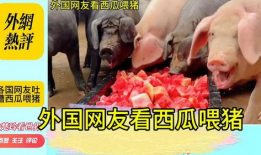 猪视频,趣味横生的动物世界