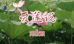 爱莲说朗诵视频,爱莲说朗诵视频赏析