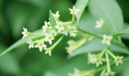 夜来香视频,探寻神秘花香的奇幻之旅